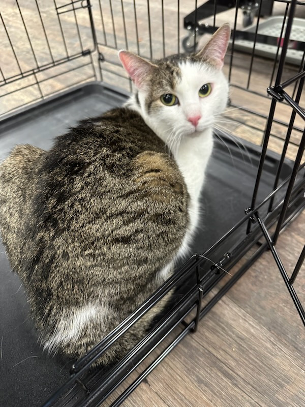 Great Catsby, an adoptable Domestic Short Hair in Calgary, AB, T3S 0C5 | Photo Image 5
