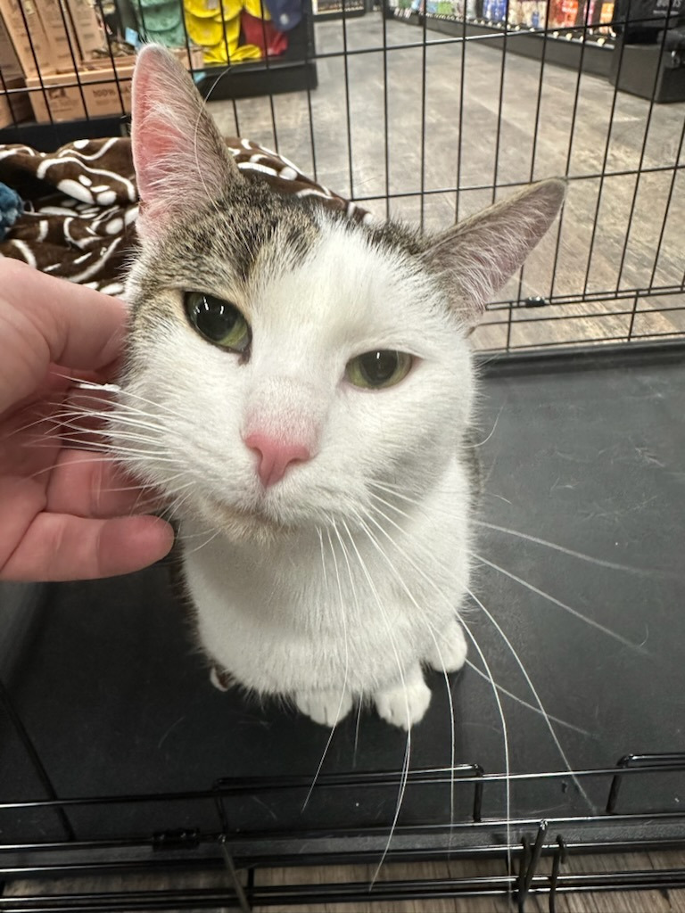 Great Catsby, an adoptable Domestic Short Hair in Calgary, AB, T3S 0C5 | Photo Image 6