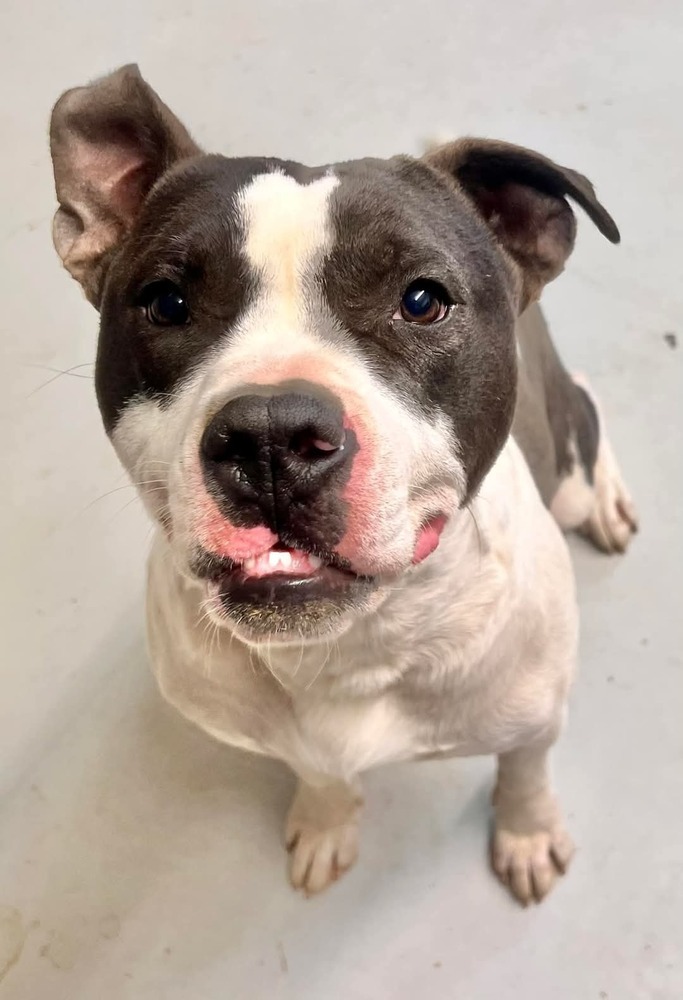 Koda, an adoptable Pit Bull Terrier in Cortez, CO, 81321 | Photo Image 1