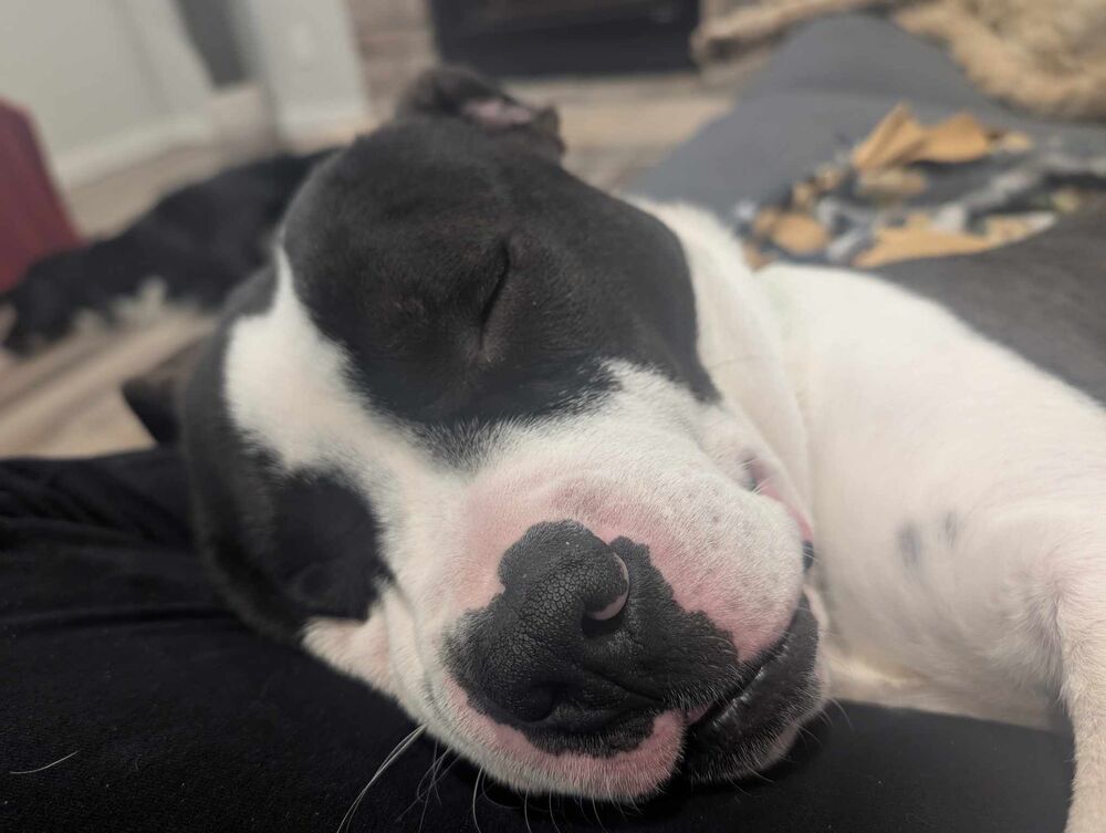 Koda, an adoptable Pit Bull Terrier in Cortez, CO, 81321 | Photo Image 2