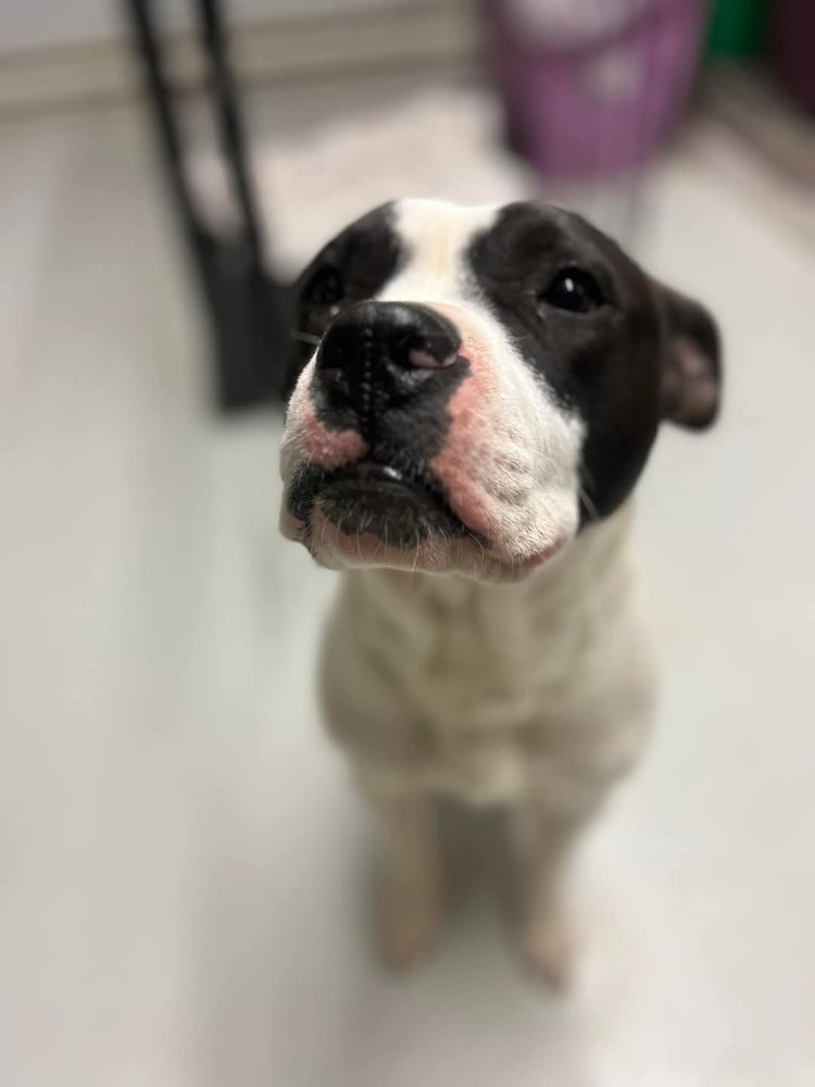 Koda, an adoptable Pit Bull Terrier in Cortez, CO, 81321 | Photo Image 3