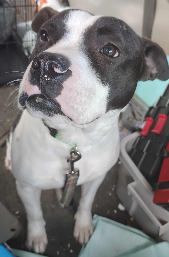 Koda, an adoptable Pit Bull Terrier in Cortez, CO, 81321 | Photo Image 4