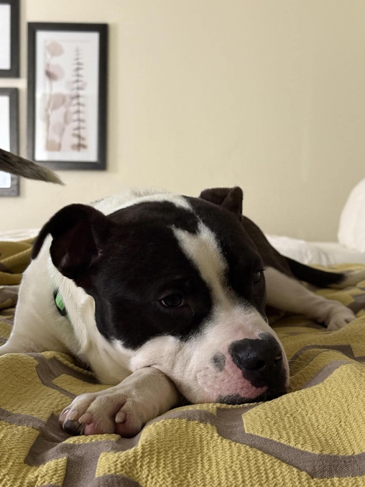 Koda, an adoptable Pit Bull Terrier in Cortez, CO, 81321 | Photo Image 5