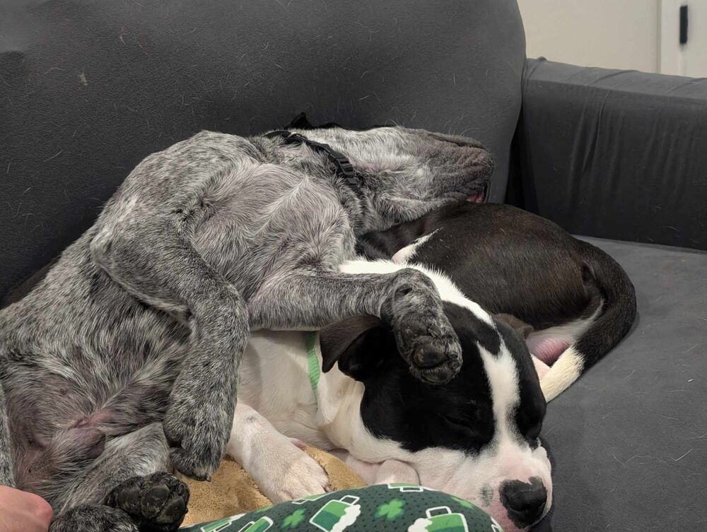 Koda, an adoptable Pit Bull Terrier in Cortez, CO, 81321 | Photo Image 6