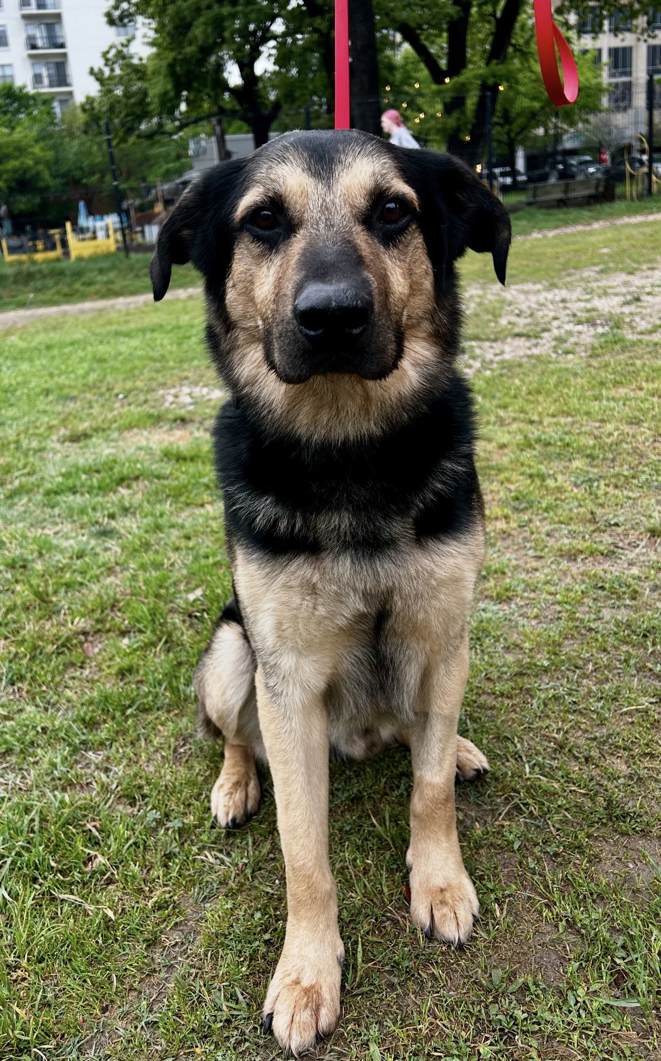 Merlin
