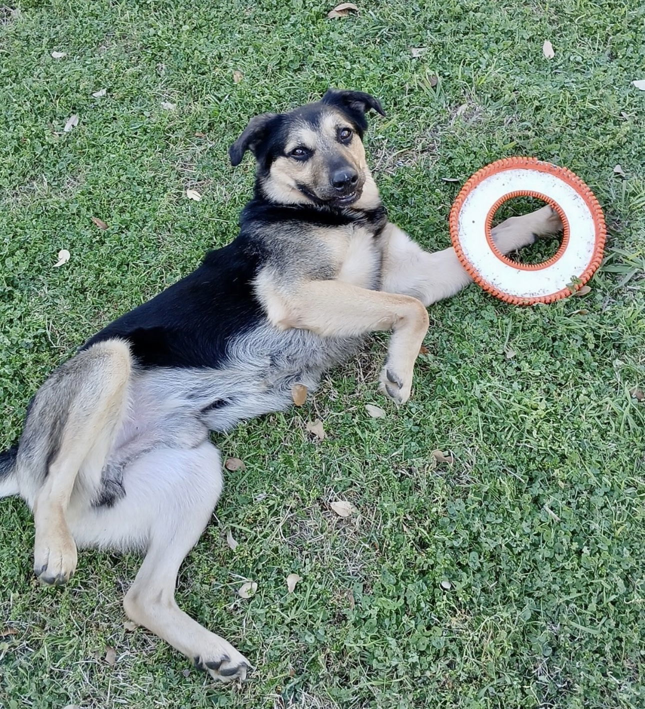 Merlin