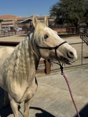 Taffy, Adult Female Missouri Foxtrotter
