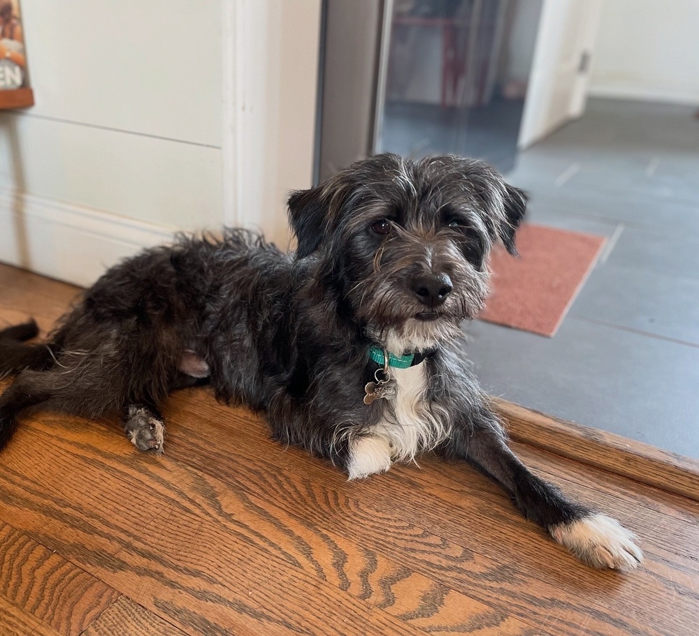 Scruff, an adoptable Schnauzer in St. Petersburg, FL, 33732 | Photo Image 1