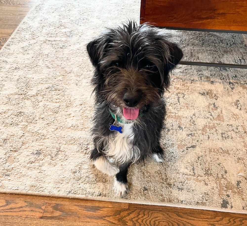 Scruff, an adoptable Schnauzer in St. Petersburg, FL, 33732 | Photo Image 2