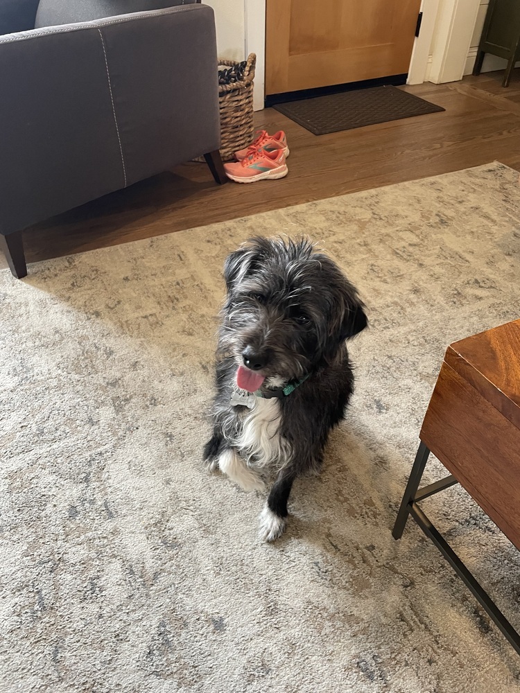 Scruff, an adoptable Schnauzer in St. Petersburg, FL, 33732 | Photo Image 3