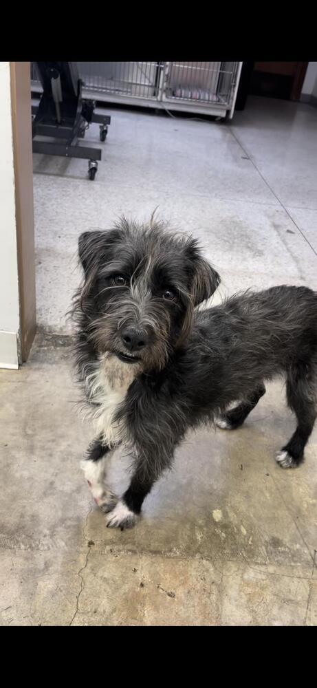 Scruff, an adoptable Schnauzer in St. Petersburg, FL, 33732 | Photo Image 4