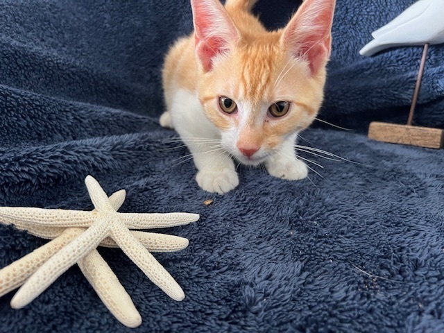 Linus