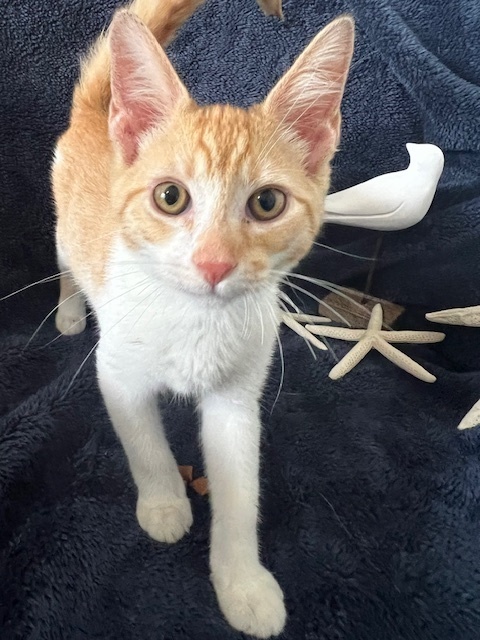 Linus