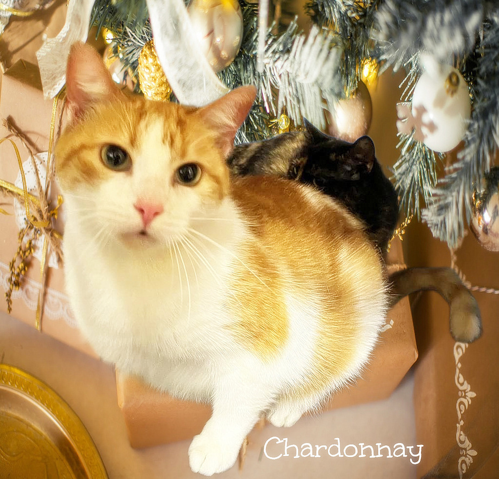 Chardonnay