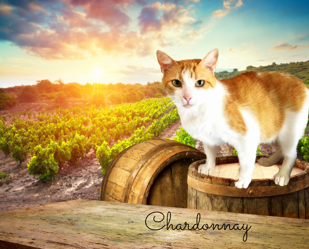 Chardonnay