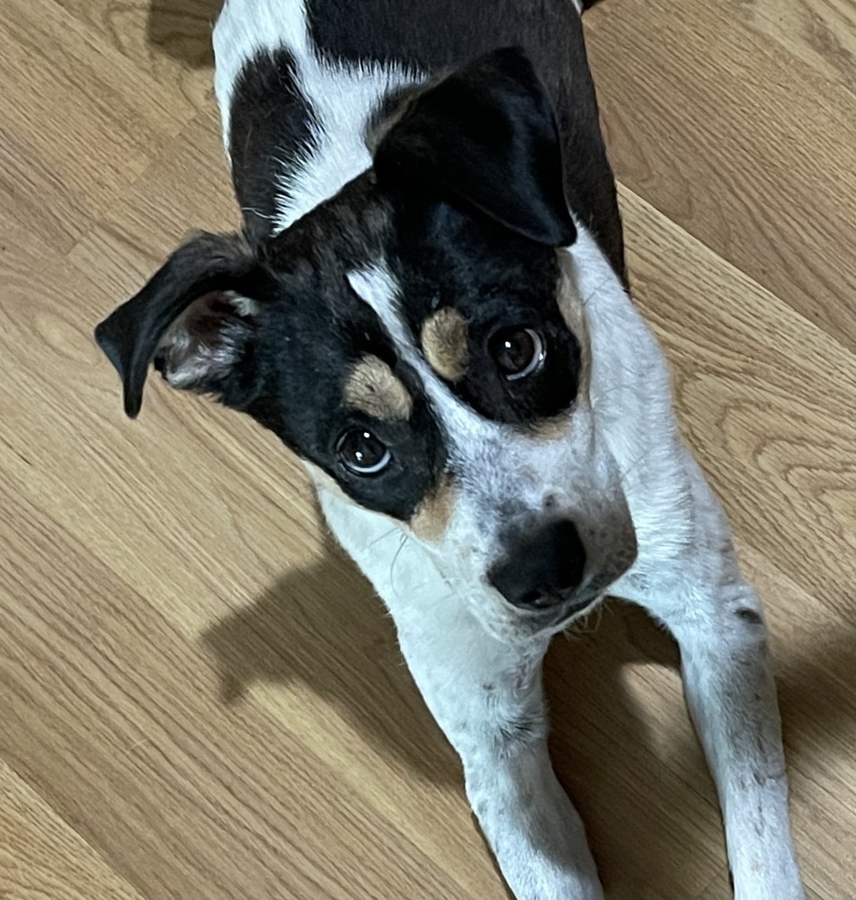 Crunch, an adoptable Jack Russell Terrier in Waunakee, WI, 53597 | Photo Image 1