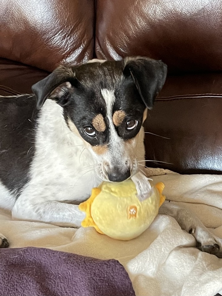 Crunch, an adoptable Jack Russell Terrier in Waunakee, WI, 53597 | Photo Image 2