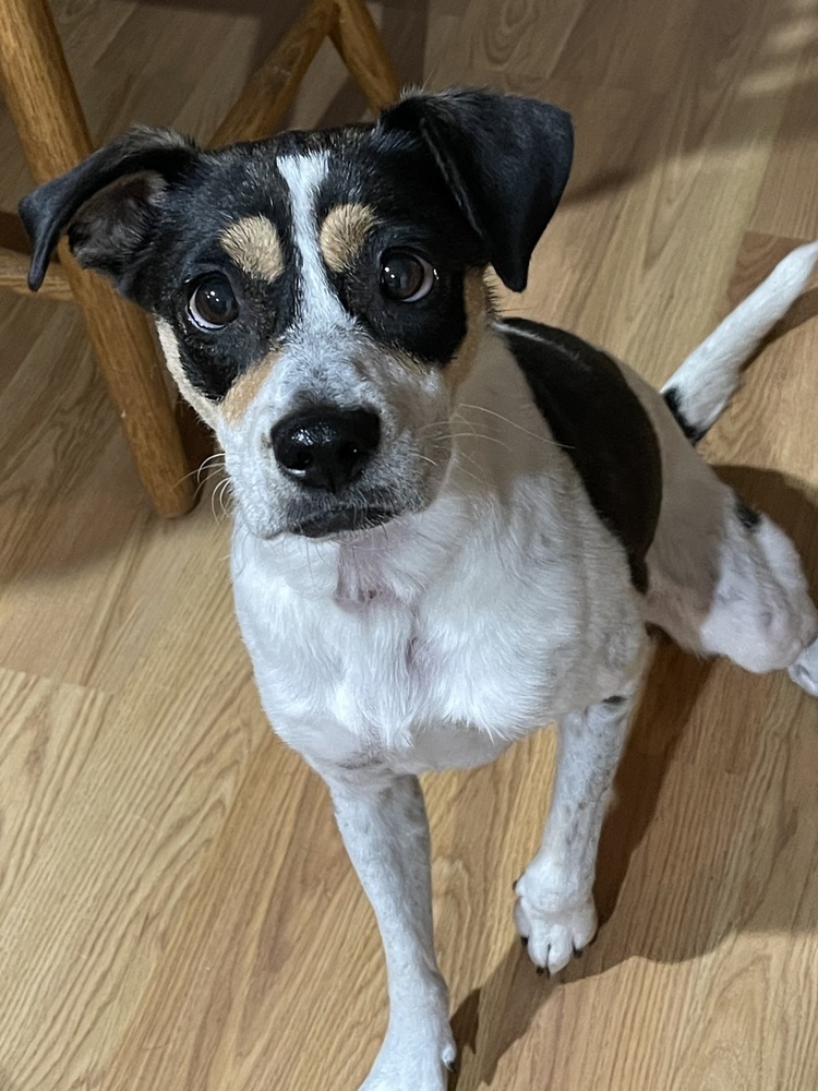 Crunch, an adoptable Jack Russell Terrier in Waunakee, WI, 53597 | Photo Image 3