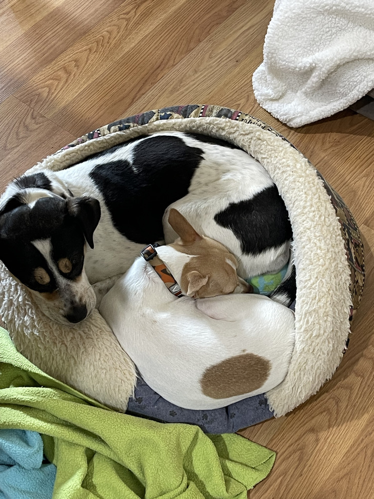 Crunch, an adoptable Jack Russell Terrier in Waunakee, WI, 53597 | Photo Image 5