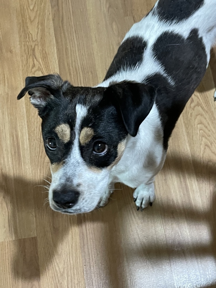 Crunch, an adoptable Jack Russell Terrier in Waunakee, WI, 53597 | Photo Image 6
