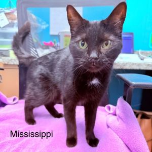 Mississippi, Adult Female Domestic Short Hair
