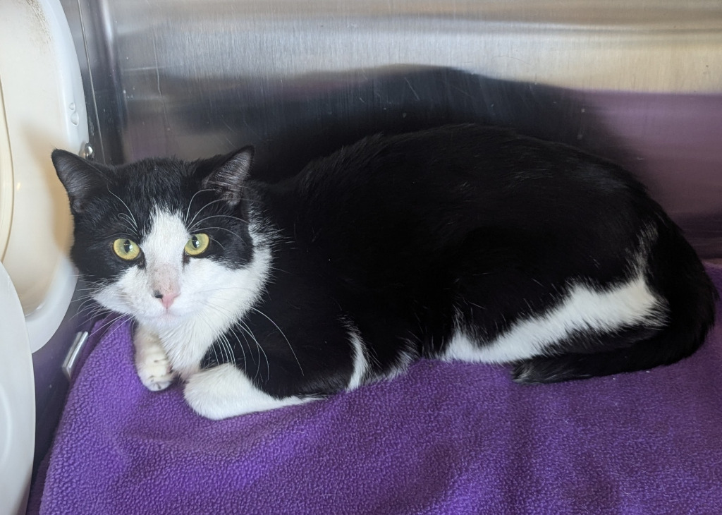 Toaster, an adoptable Domestic Short Hair in Havre, MT, 59501 | Photo Image 1