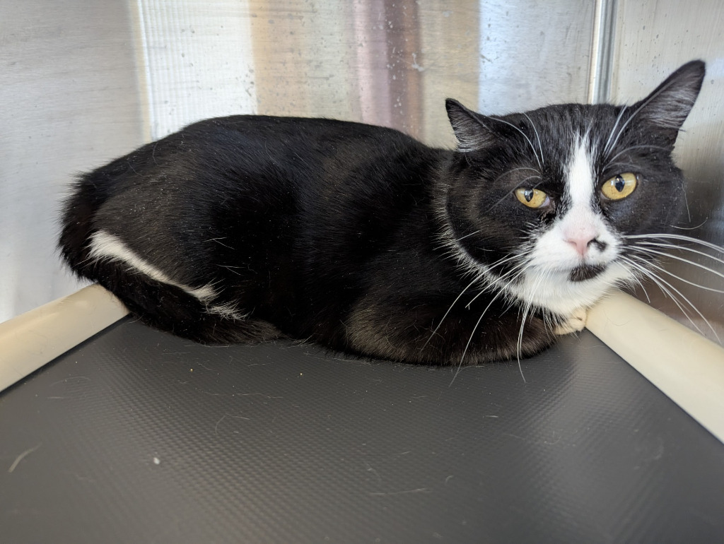 Cedar 119, an adoptable Domestic Short Hair in Havre, MT, 59501 | Photo Image 1
