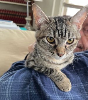 Feramir, Young Female Domestic Short Hair