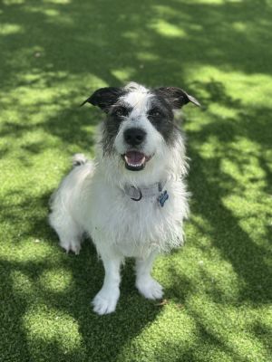 Cash (Winston), Adult Male Terrier