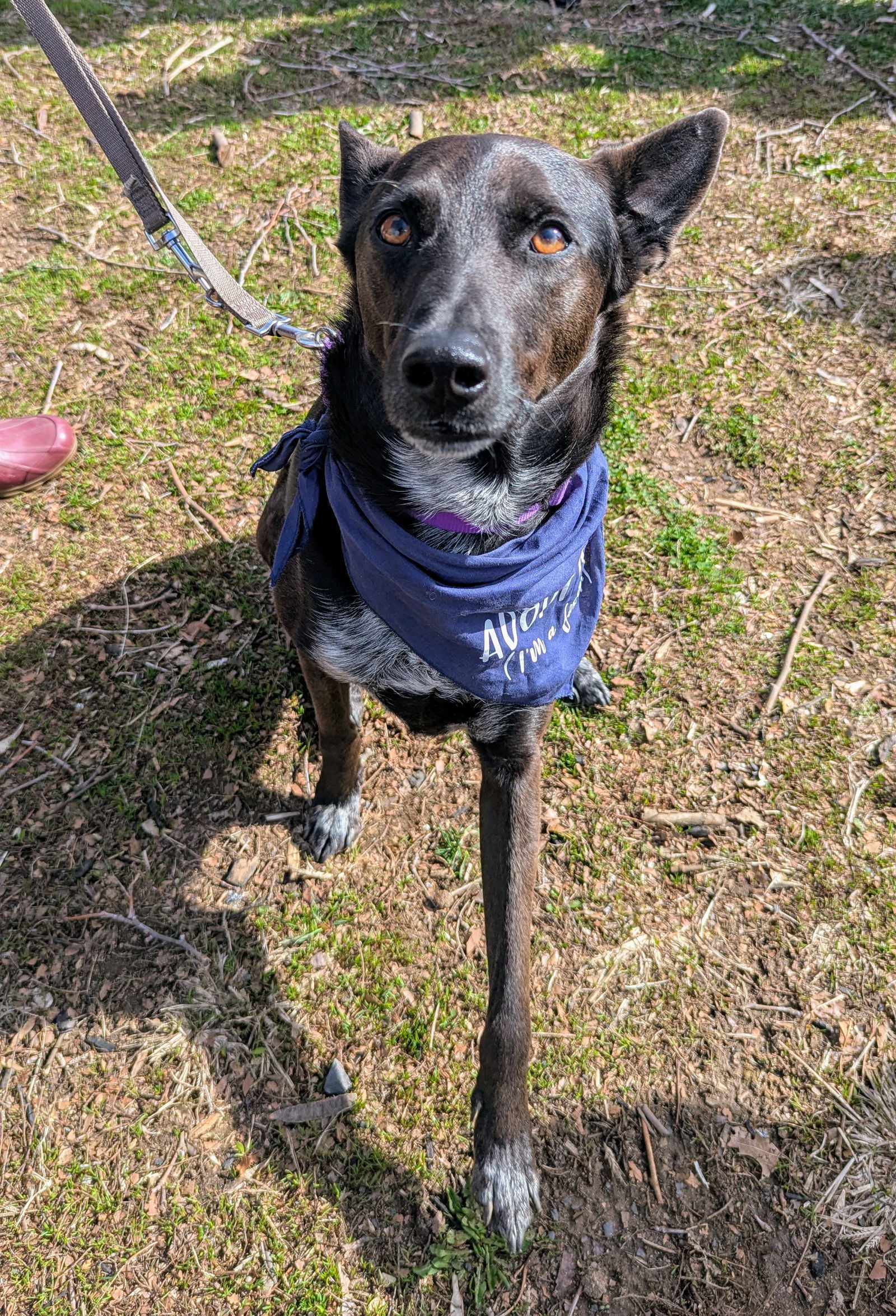Indigo - Indeed A Good Boy!