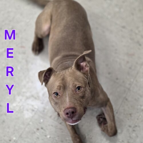 Meryl
