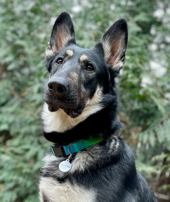 Gracie