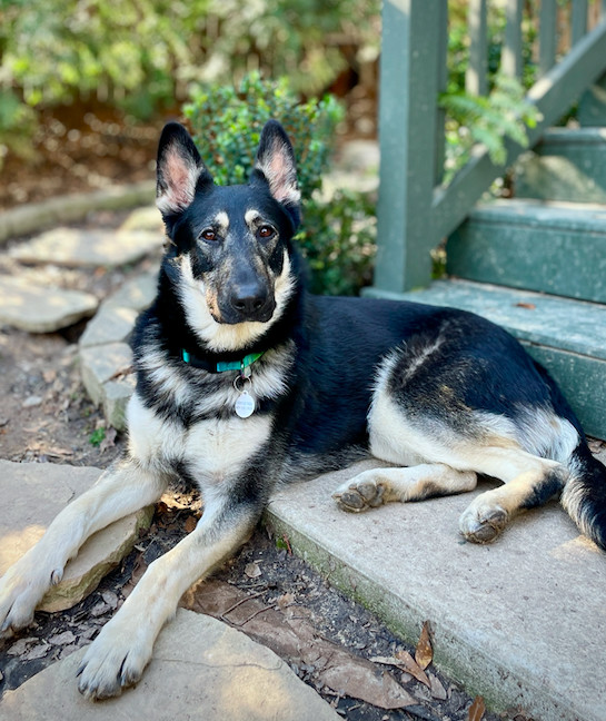 Gracie