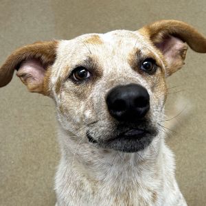 Kraken, Adult Male Cattle Dog
