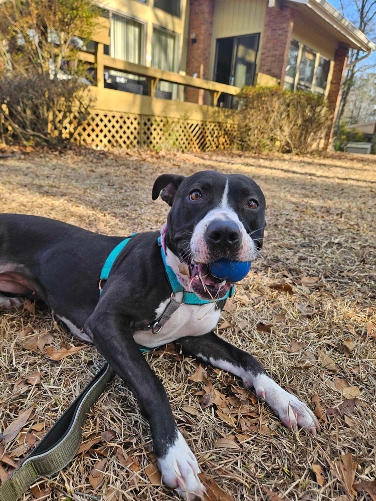 Bonnie