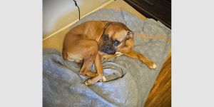 Astro III, Senior Male Boxer