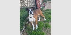 Brady II, Adult Male unknown