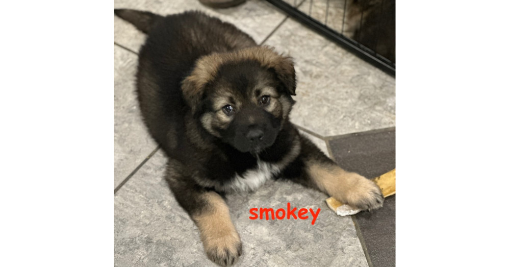 Smokey