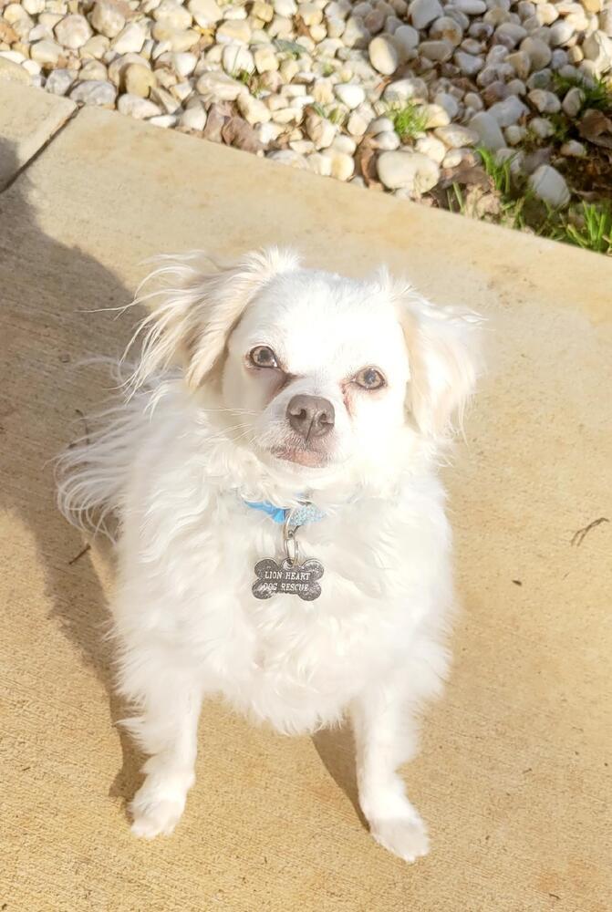 Nova