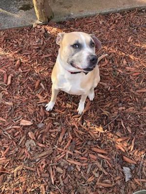 Bo, Adult Male Boxer