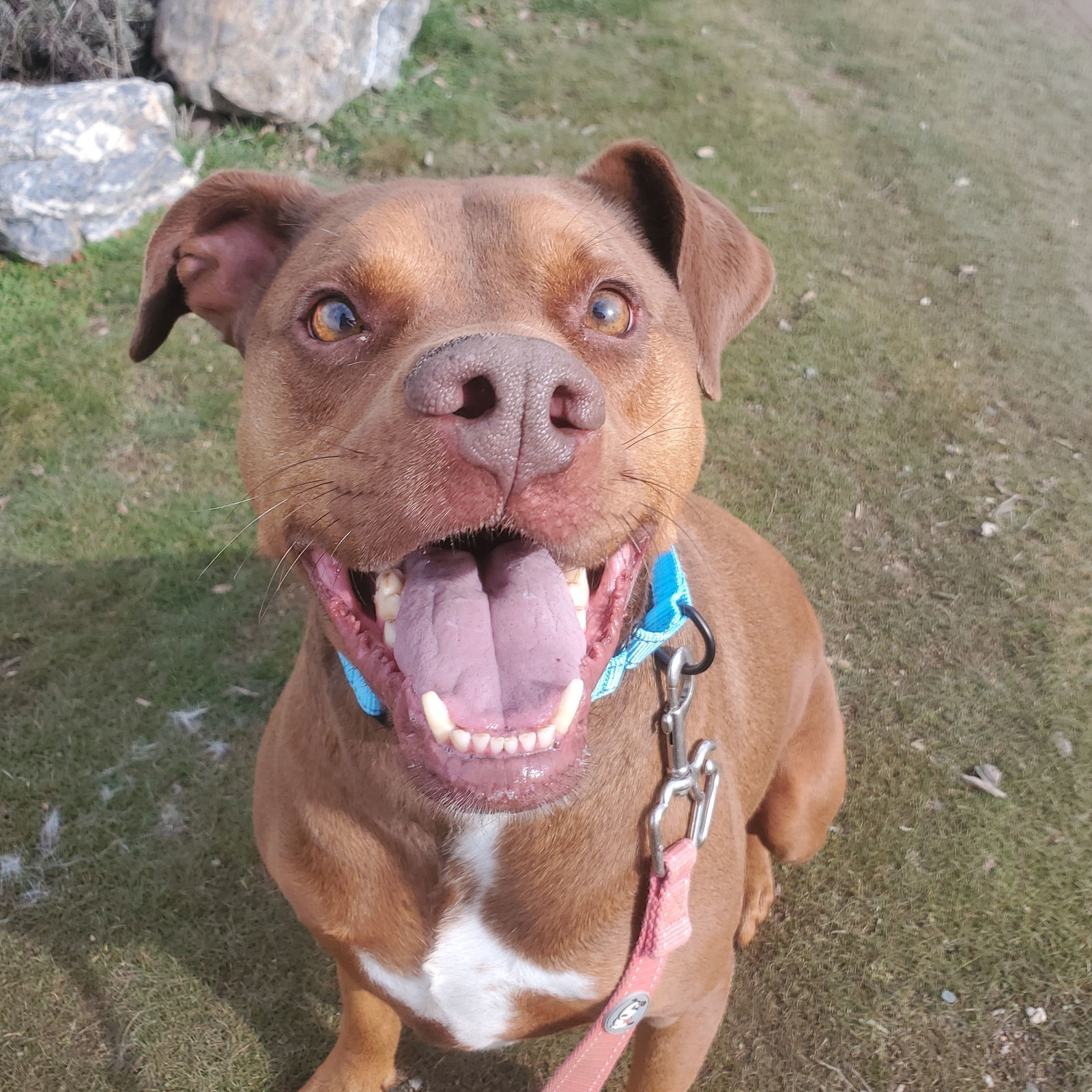 Pango, an adoptable Pit Bull Terrier, Doberman Pinscher in Yreka, CA, 96097 | Photo Image 1