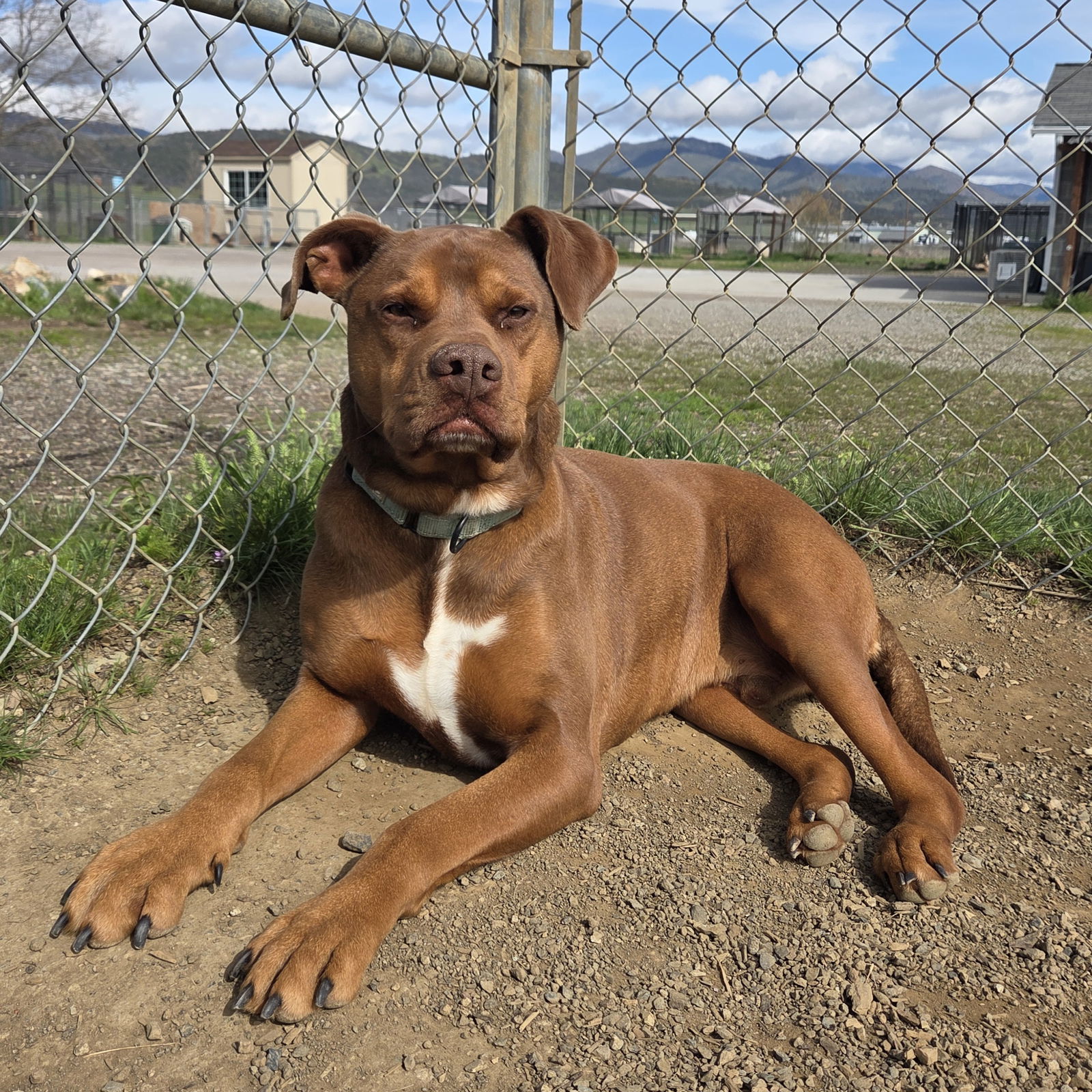 Pango, an adoptable Pit Bull Terrier, Doberman Pinscher in Yreka, CA, 96097 | Photo Image 2