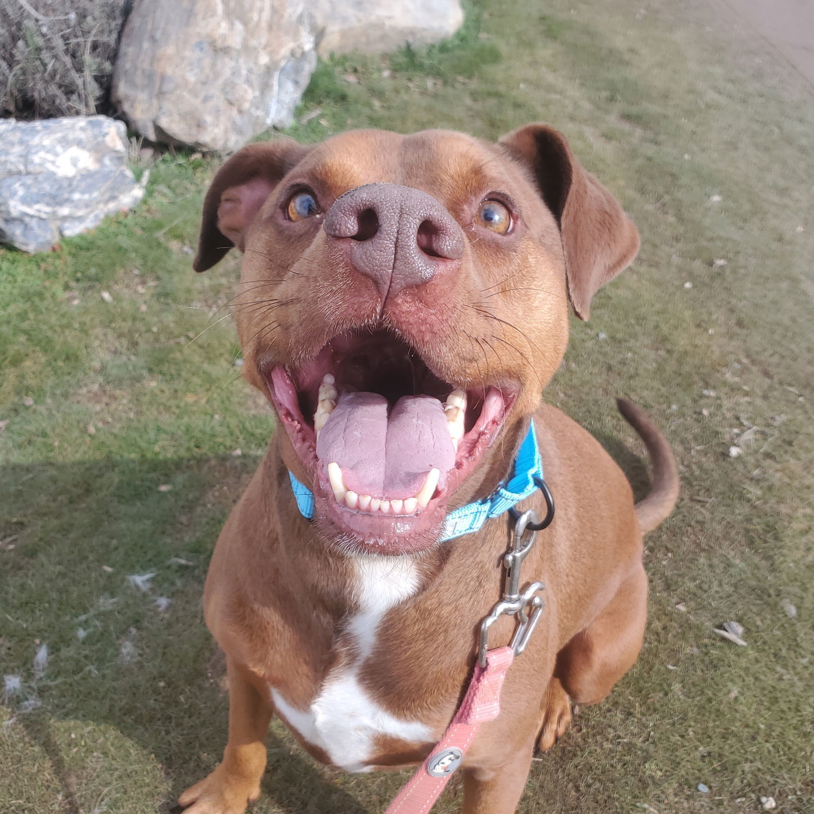 Pango, an adoptable Pit Bull Terrier, Doberman Pinscher in Yreka, CA, 96097 | Photo Image 3