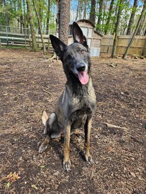 Jesi, Adult Female Belgian Shepherd / Malinois