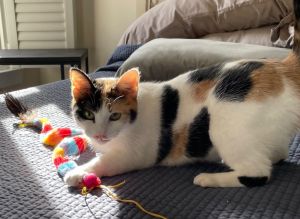 Meet Rosalie Rosie - The Queen of Cuddles and Purrs Looking for a furry shadow who just wants to 