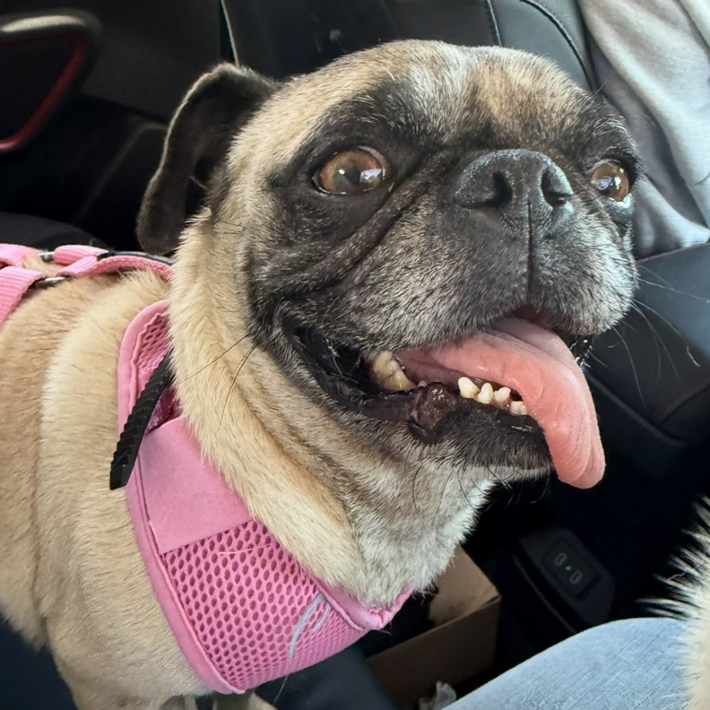 Lola Pug