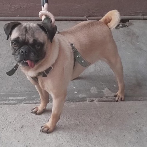 Lola Pug