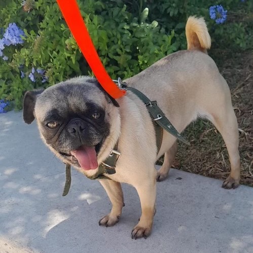 Lola Pug