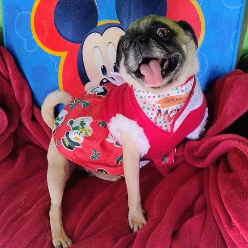 Lola Pug