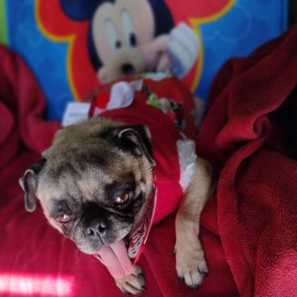 Lola Pug